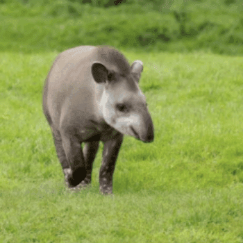 Tapirs with Oncafari